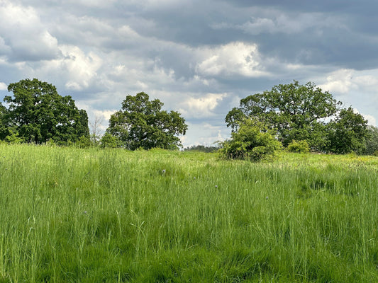 Parks to Visit This Summer 2026 in North West & West London